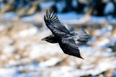 İzlanda Raven ve Faeroe Adaları olan bir alt tür ortak kuzgun