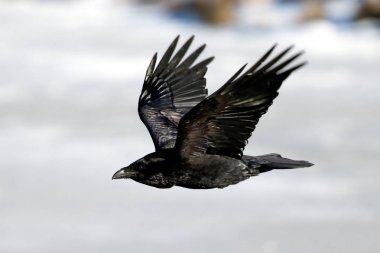 İzlanda Raven ve Faeroe Adaları olan bir alt tür ortak kuzgun