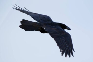 İzlanda Raven ve Faeroe Adaları olan bir alt tür ortak kuzgun