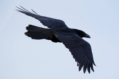 The Raven of Iceland and Faeroe Islands is a sub species of the common raven clipart