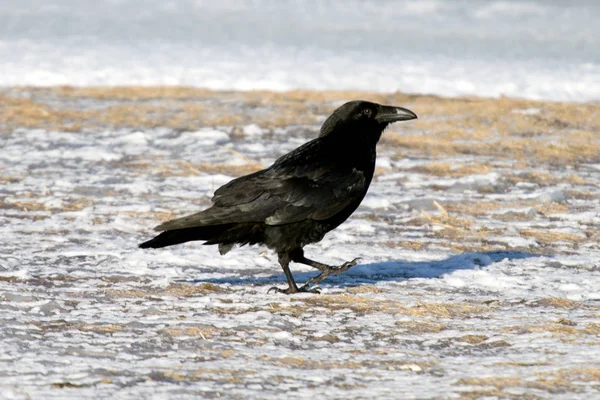 Raven Iceland Faeroe Islands Sub Species Common Raven — Stock Photo, Image