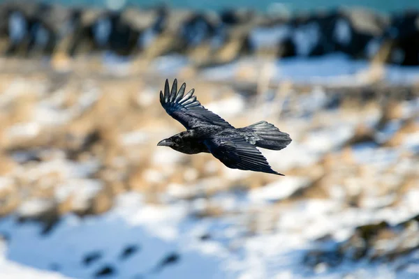 Raven Islandii Wysp Owczych Jest Gatunek Sub Kruk — Zdjęcie stockowe