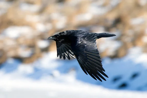 Corbeau Islande Des Îles Féroé Est Une Sous Espèce Corbeau — Photo