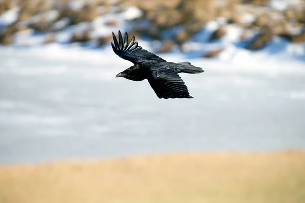 Raven Islandii Wysp Owczych Jest Gatunek Sub Kruk — Zdjęcie stockowe