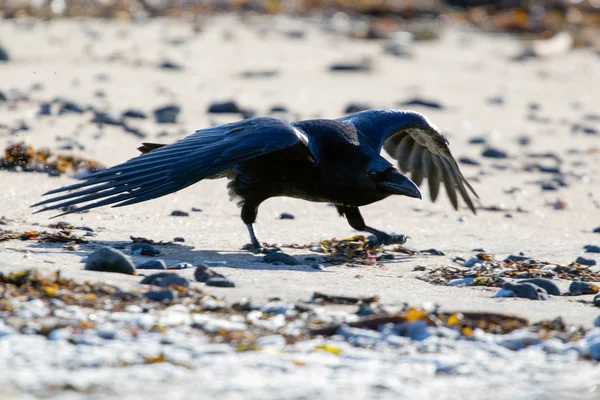 Raven Iceland Faeroe Islands Sub Species Common Raven — Stock Photo, Image