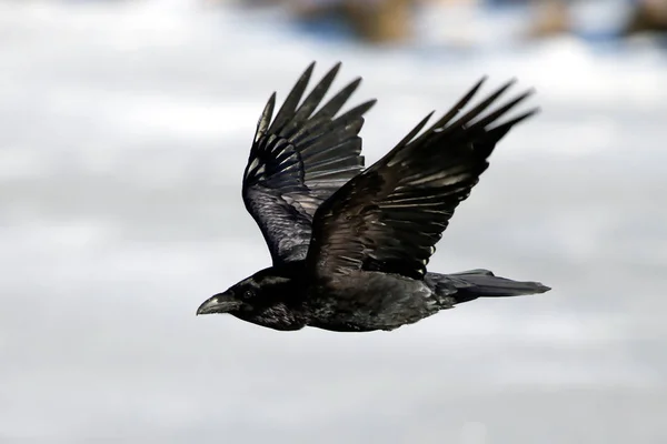 Raven Islandii Wysp Owczych Jest Gatunek Sub Kruk — Zdjęcie stockowe