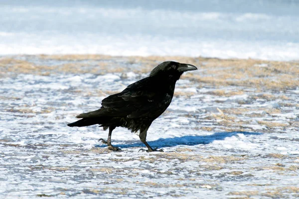 冰岛和法罗群岛群岛的乌鸦是共同乌鸦的一个子物种 — 图库照片