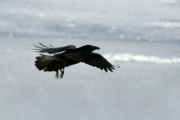 Den Raven Island Och Färöarna Sub Gemensamma Korpen — Stockfoto