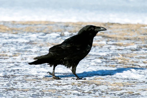 冰岛和法罗群岛群岛的乌鸦是共同乌鸦的一个子物种 — 图库照片