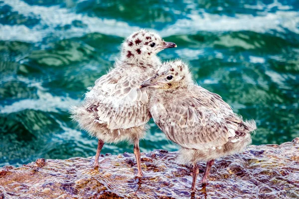 Gemeenschappelijke meeuw kuikens — Stockfoto