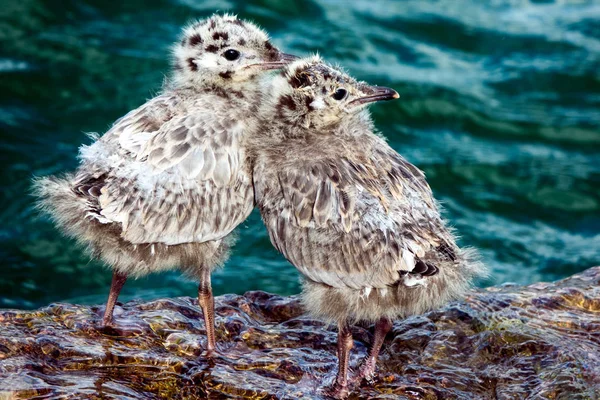 Gemeenschappelijke meeuw kuikens — Stockfoto