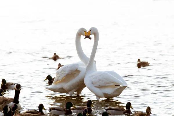 Whooper swan — Stock Photo, Image