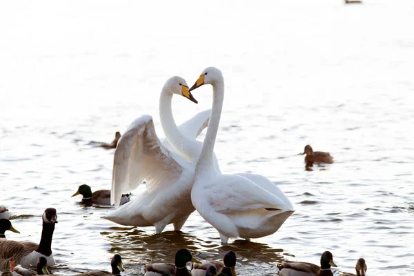 Whooper swan — Stock Photo, Image