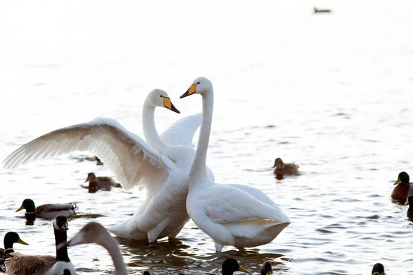 Whooper swan — Stock Photo, Image