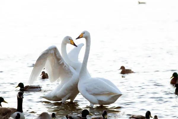 Cisne-de-chifre — Fotografia de Stock