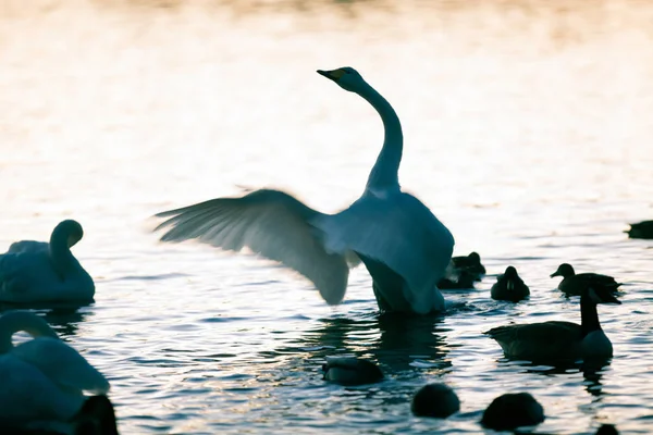 Cisne-de-chifre — Fotografia de Stock