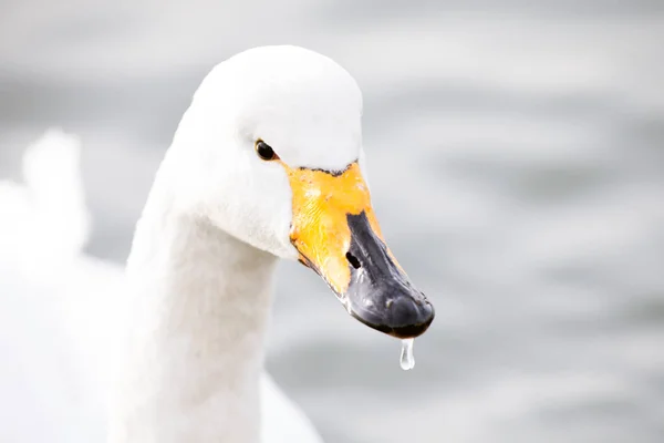 Cigno piagnucolone — Foto Stock