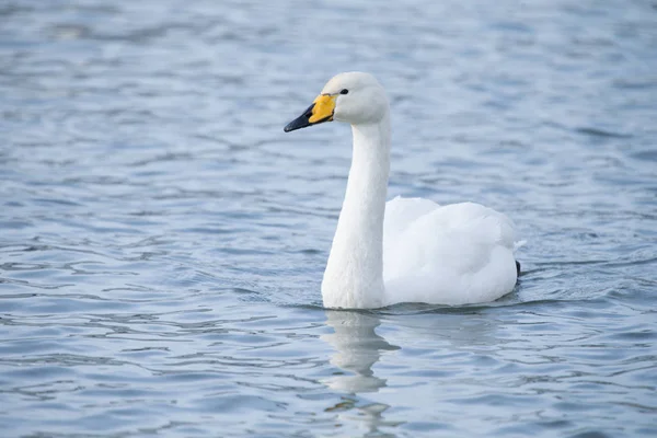 Whooper swan — Stock Photo, Image