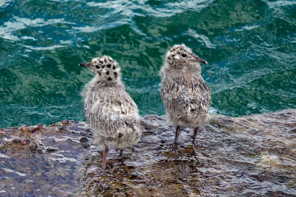 Pollitos de gaviota comunes — Foto de Stock