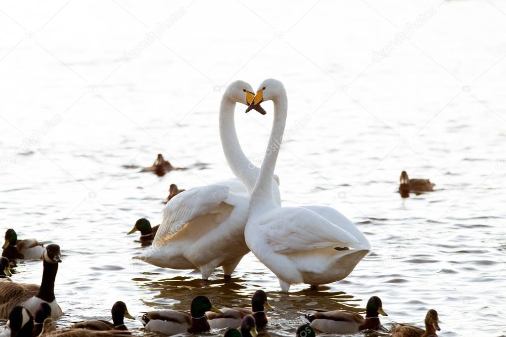 Whooper swan