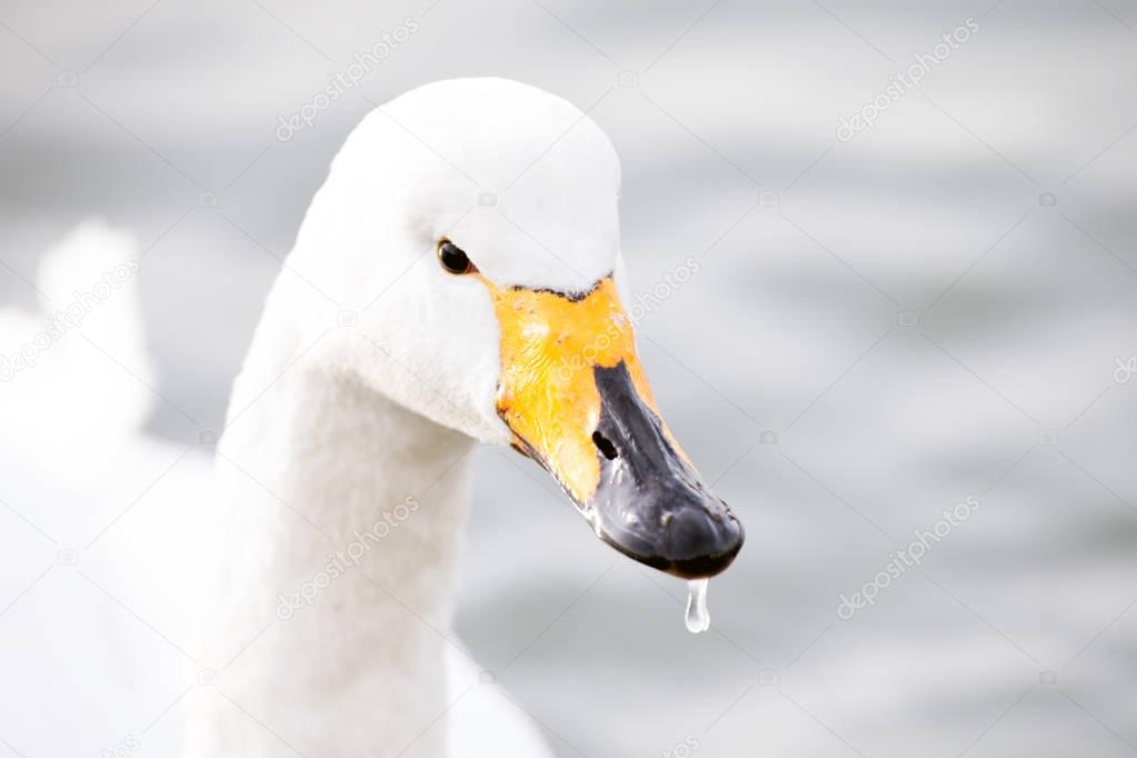 Whooper swan