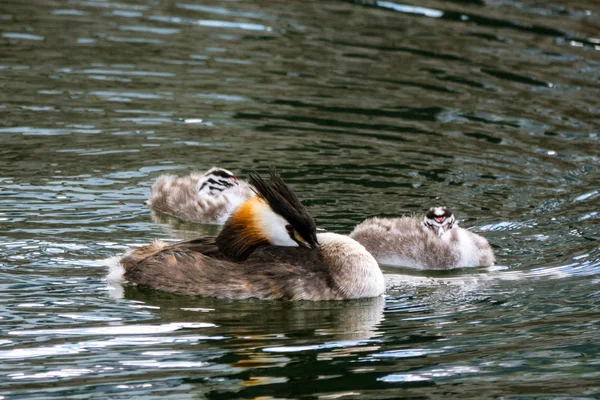 Family of great crested grebe — Stock Photo, Image