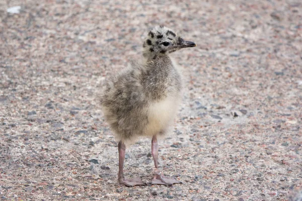 Common gull chick — Stock Photo, Image