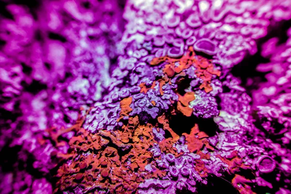 Yansıyan morötesi fotoğraf liken