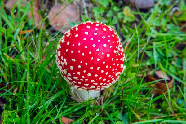 Fly fungo agarico — Foto Stock