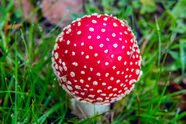 Fly fungo agarico — Foto Stock