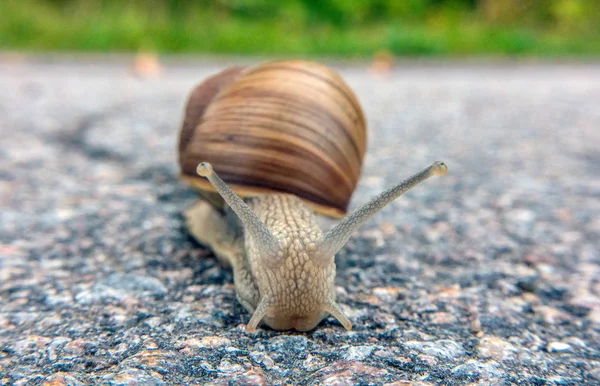 Vinrött snigel — Stockfoto