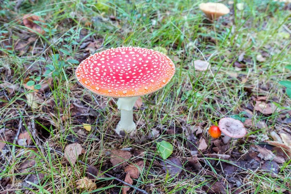 Vola amanita — Foto Stock