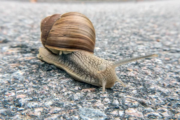 Vinrött snigel — Stockfoto