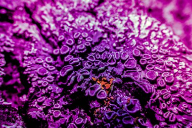 Ultraviyole içinde liken