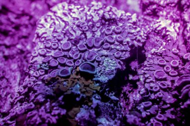 Ultraviyole içinde liken