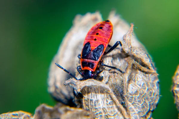 Firebug Adult Nymf — Stock Photo, Image