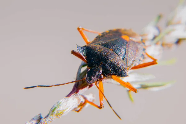 Red-legged shieldbug — Stockfoto