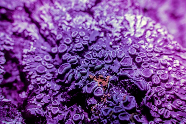 Lichen in ultraviolet — Stock Photo, Image