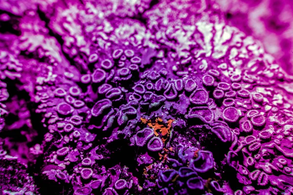 Ultraviyole içinde liken