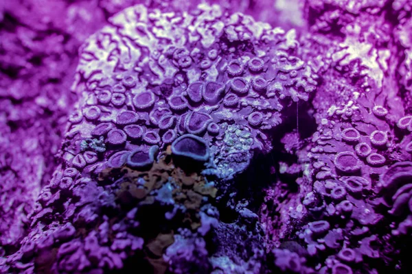 Ultraviyole içinde liken