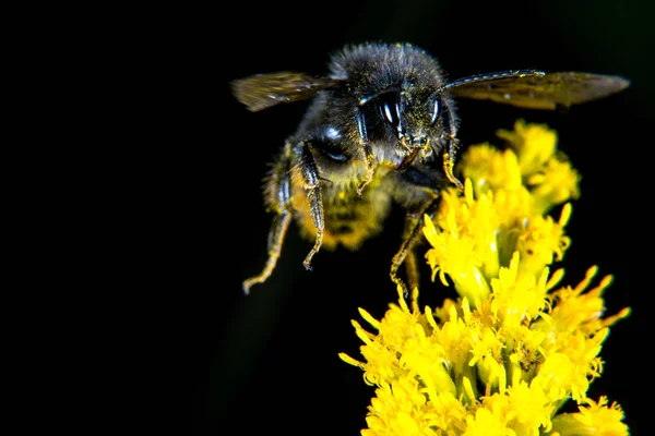 Hummel — Stockfoto