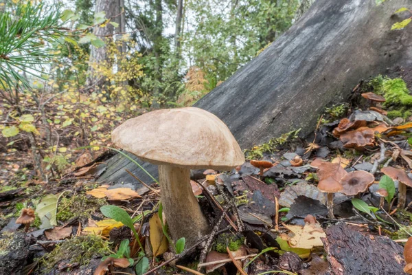 Mushroom in fall — Stock Photo, Image
