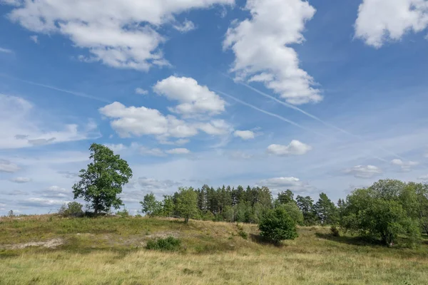 Paesaggio aperto con alcuni alberi — Foto Stock