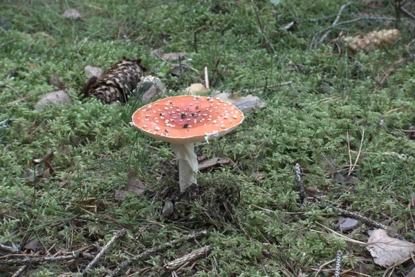 비행 거리 버섯 — 스톡 사진