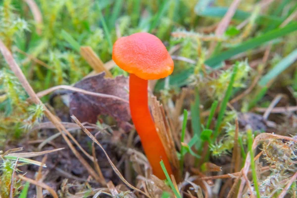 Orangenpilz — Stockfoto