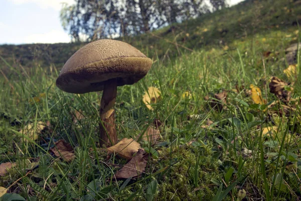 Mushroom — Stock Photo, Image