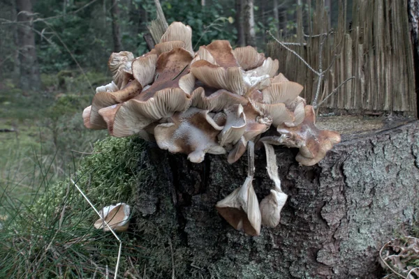 Mushroom — Stock Photo, Image