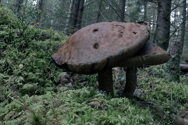 Mushroom — Stock Photo, Image