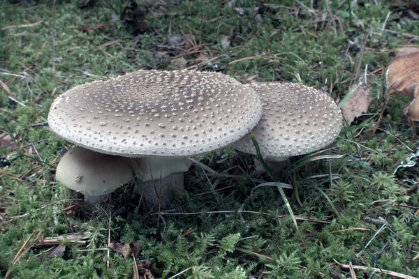 Amanita repülni — Stock Fotó