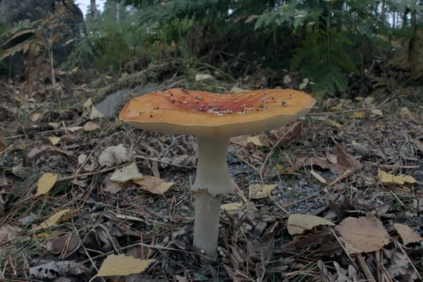 Fly agaric mushroom — Stock Photo, Image